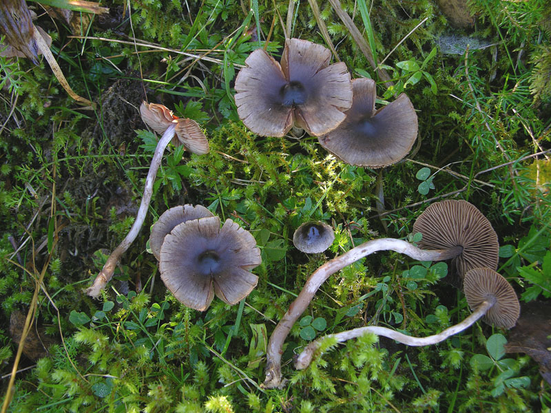 Telamonia da determinare. (cfr. Cortinarius flos-paludis)